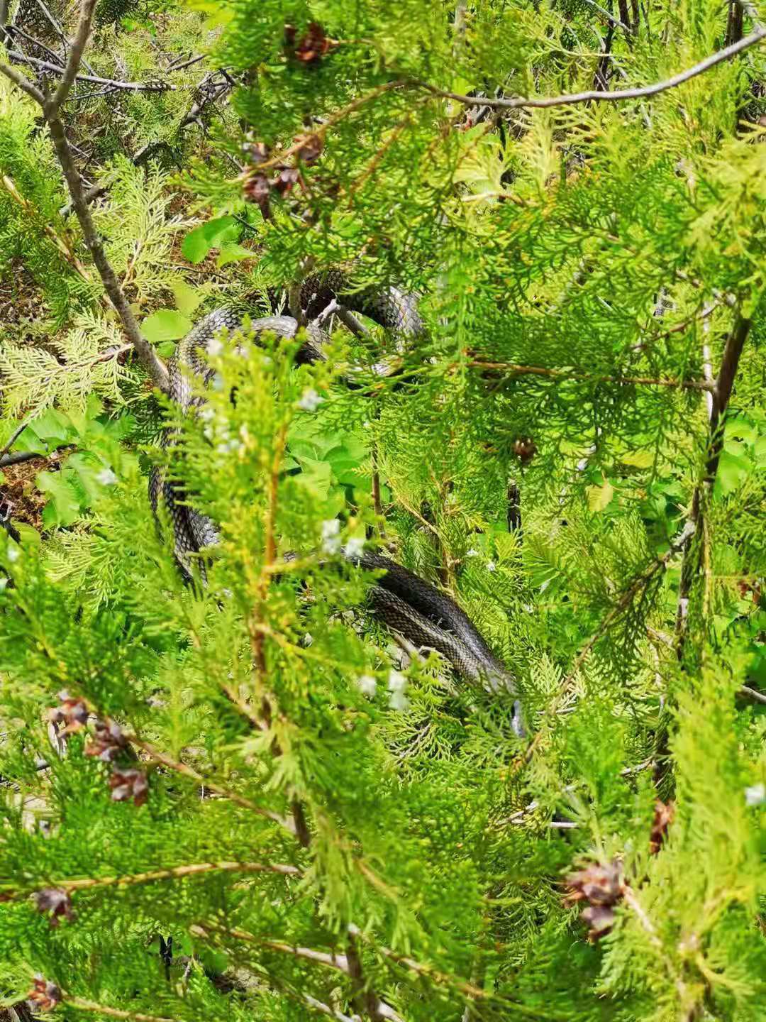 1622186186767084.jpg 云岫谷-蛇.jpg